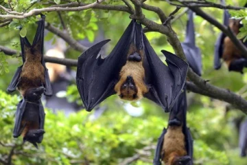 விசில் அடித்ததும் பறந்து வரும் வௌவால்கள்..... வியக்க வைத்த அழகிய காட்சி