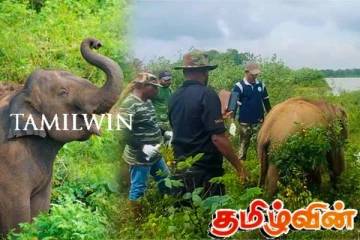 துப்பாக்கிக் குண்டுகள் துளைத்த நிலையில் யானைக் குட்டி மீட்பு