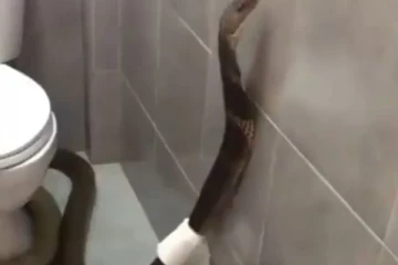 குளியலறையில் புகுந்து பீதியை கிளப்பிய ராஜ நாகம்…பரபரப்பை ஏற்படுத்திய காட்சி