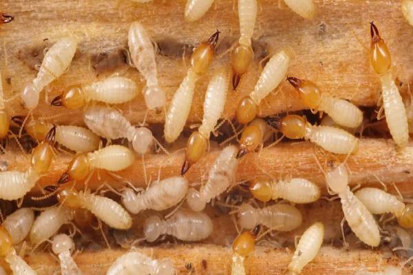 மழைக்காலத்தில் கரையான் தொல்லையா? உடனே தீர்வு தரும் மருந்து | Natural Ways To Kill Termites In Rainy Season