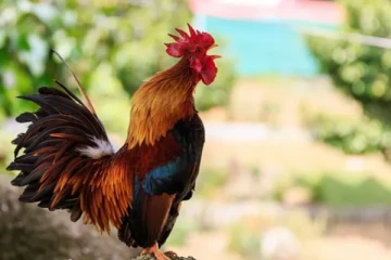 சேவலை சிறையில் அடைத்த பொலிஸார்! காரணம் என்ன தெரியுமா?
