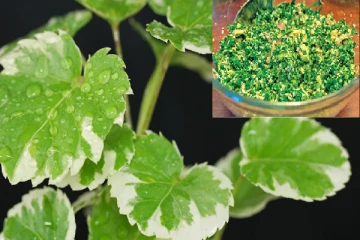 කවුරුත් නොදන්න කෝප්ප කොල මැල්ලුම් මෙහෙම හදමු..