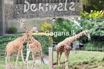 දෙහිවල සත්වෝද්‍යානයේ කාගේත් ආකර්ශනය දිනූ ජිරාෆ් මිය යයි..