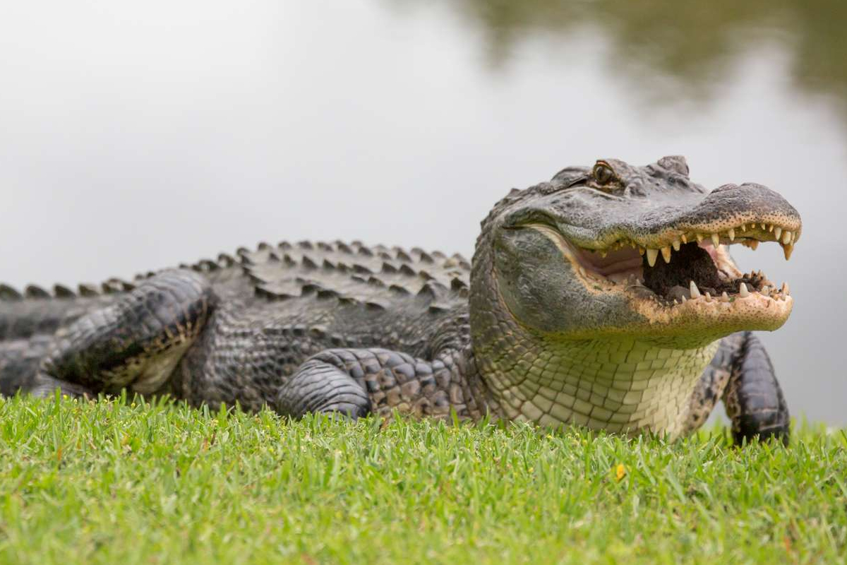9 வயது சிறுமியை இழுத்துச் சென்ற முதலை; துயரத்தில் உறவுகள் | Crocodile Drags Away 9 Year Old Girl