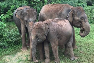 தமிழர் பகுதியொன்றில் 67 யானைகள் உயிரிழப்பு! வெளியான முழு விபரம்