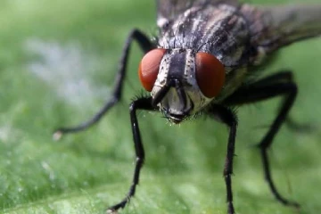 உலகத்தில் ஈக்கள் இல்லையென்றால் ஏற்படும் பாதிப்புகள் என்னென்ன?