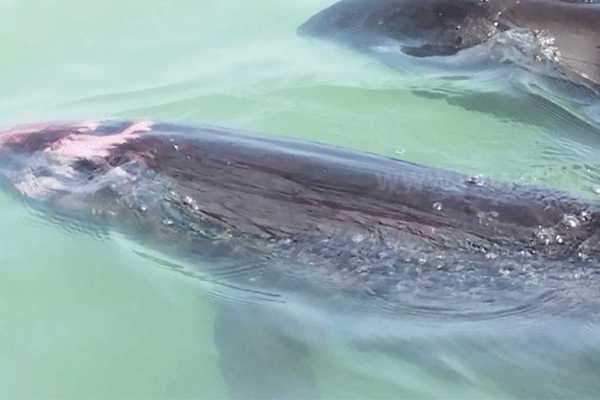 மட்டக்களப்பில் கரையொதுங்கியுள்ள டொல்பின் மீன்கள் | Dolphins Beached In Batticaloa