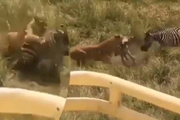 சிங்கத்திடம் சிக்கிய வரிக்குதிரை... உயிரைக் காப்பாற்றியது யார் தெரியுமா?