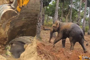 கிணற்றில் தவறி வீழ்ந்த இரு யானைகள்: ஒரு யானை உயிரிழப்பு