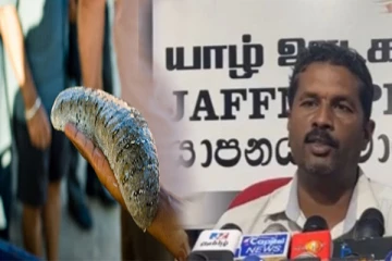 இந்தியாவில் தடை செய்யப்பட்ட கடலட்டைத் தொழில்நுட்பம் வடக்கில்: கடற்றொழிலாளர்கள் விசனம்