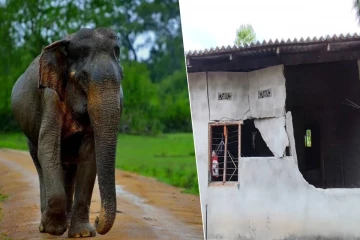 முல்லைத்தீவில் அதிகரிக்கும் யானை அட்டகாசம் - நேரில் சென்று பார்வையிட்ட எம்.பி. ரவிகரன்