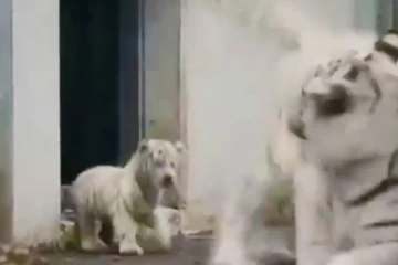 திருட்டுத்தனமாக குறும்புக்கார குட்டி செய்த செயலால் அஞ்சி நடுங்கிய வெள்ளைப் புலி... மீண்டும் ரசிக்க வைக்கும் காட்சி