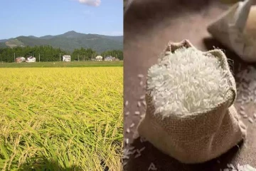 மூன்று மாதங்களில் அரிசிக்கு கடும் தட்டுப்பாடு ஏற்படும்