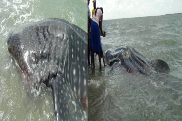 புள்ளிச்சுறா மீனொன்று வலையில் சிக்குண்டு உயிரிழப்பு