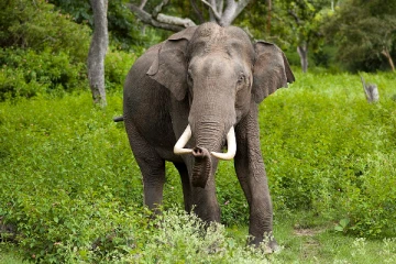 திருகோணமலையில் யானை தாக்கி ஒருவர் பலி