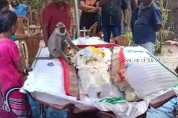 உயிரிழந்த நபருக்காக கண்ணீர் சிந்திய குரங்கு! இலங்கையில் மனதை உருகவைத்த சம்பவம் | Monkey Paid Tribute Deceased Person With Tears
