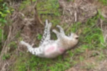 காயங்களுடன் மீட்கப்பட்ட புலியின் சடலம்