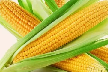 இறக்குமதி செய்யப்படும் சோளத்திற்கு விசேட வரி! வெளியானது வர்த்தமானி அறிவித்தல்