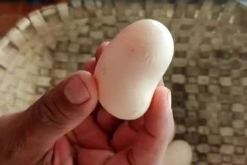 முந்திரி வடியில் முட்டையிட்ட கோழி! வைரலாகும் காட்சி