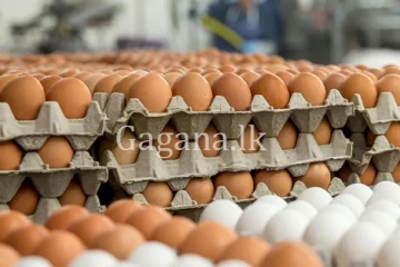 බිත්තර මිල පහලට.