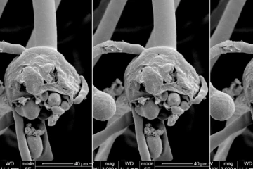 கருப்பு பூஞ்சையில் இருந்து தப்பிக்க இதுபோன்ற இடங்களுக்கு செல்ல வேண்டாம்! ஓர் எச்சரிக்கை செய்தி