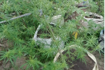 மட்டக்களப்பில் கண்டுபிடிக்கப்பட்டுள்ள கஞ்சா தோட்டம்: ஒருவர் கைது (Photo)