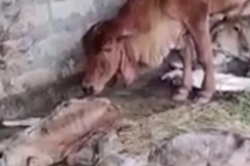 ඔයාගේ අම්මාව මේහෙම කැලි කැලි වලට වෙන් කරනවා ඔයාට බලන් ඉන්න උනොත් සමාජ මාද්‍ය කැළඹූ සිද්දිය