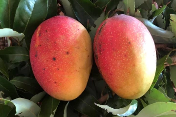 இலங்கையில் 3 மாம்பழத்தை 10 லட்சம் ரூபாய்க்கு வாங்கிய தமிழர்! ஏன் தெரியுமா? கோவிலில் நடந்த அதிசயம்