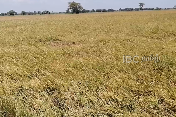 நஷ்டத்தை எதிர்நோக்கியுள்ள தம்பலகாமம் விவசாயிகள் | Fixed Price For Paddy Trincomalee Framers