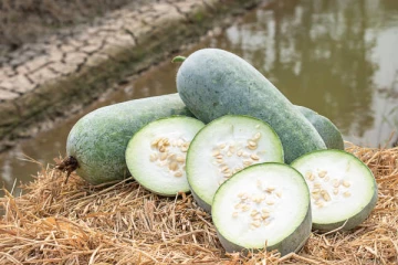 பல வகை நோய்களுக்கு அருமருந்தாகும் வெள்ளைப்பூசணி ! இப்படி எடுத்து கொண்டாலே போதும்