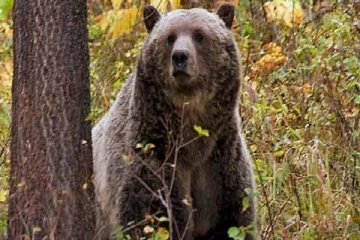 அமெரிக்காவில் தூங்கிக்கொண்டிருந்த பெண்ணை கடித்துக் கொன்ற கரடி