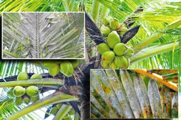 தென்னைகளில் தீவிரமடையும் வெண்நிற ஈ தாக்கம்…! உயரும் தேங்காய் விலை