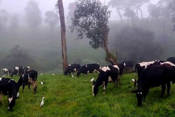 கைவிடப்பட்ட காணிகளை அம்பேவெல பண்ணைக்கு வழங்க அதிபர் ரணில் பணிப்புரை!