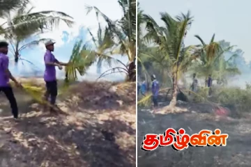 றீச்சாவில் தீ வைத்த விசமிகள்: 200இற்கும் மேற்பட்ட தென்னைகள் தீயில் கருகி நாசம்
