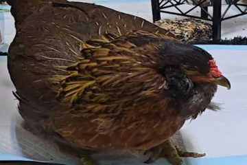 கின்னஸ் சாதனை படைத்த அமெரிக்க கோழி