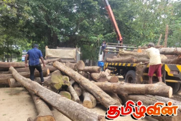 கடத்தப்பட்ட 30 இலட்சம் பெறுமதியான மரக்குற்றிகள் மீட்பு