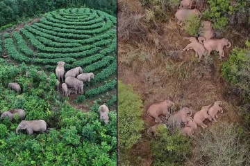 சீனாவில் உலகின் கவனம் ஈர்த்த யானைக்கூட்டத்தை நினைவிருக்கிறதா? அவை குறித்து வெளியாகியுள்ள புதிய தகவல்