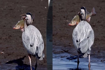 Viral Video: ராட்சத மீனுடன் ராஜநடை போடும் நாரை! மெய் சிலிர்க்க வைக்கும் காட்சி