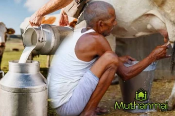 கறவை மாடுகளுக்கு காப்பீடு செய்யும் திட்டம் தொடர்பில் வெளியான அறிவிப்பு