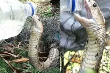 வலைக்குள் சிக்கிய பாம்பு! மீட்டு தாகத்தை தீர்த்த நபர்