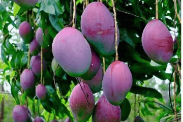 உலகிலேயே விலையுயர்ந்த மாம்பழம்; விலை தெரிந்தால் தலை சுற்றிவிடும்!