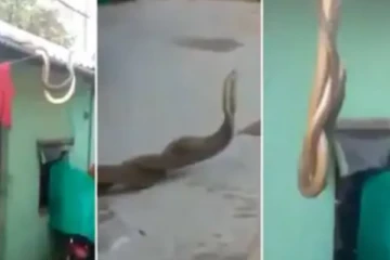 வளைந்து நெளிந்து டான்ஸ் ஆடும் நாகப் பாம்புகள்!  ஊரே வியந்து பார்த்த அதிசயம்.... மில்லியன் இதயங்களை வியக்க வைத்த காட்சி