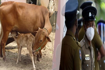 மயிலத்தமடுவில் தொடரும் மிருக வதை: வேடிக்கை பார்க்கும் பொலிஸார்