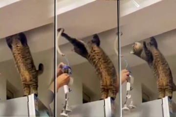 வீட்டிற்கு கரண்ட் வரவில்லையாம்.. பழுது பார்க்கும் மெக்கானிக் பூனை!