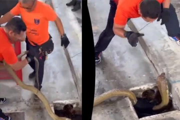 Viral Video: ராட்சத ராஜ நாகத்தை மீட்கும் நபரின் திக் திக் காட்சி