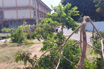 யாழில் நிழல் தரும் மரங்கள் விஷமிகளால் சேதம் (Video)