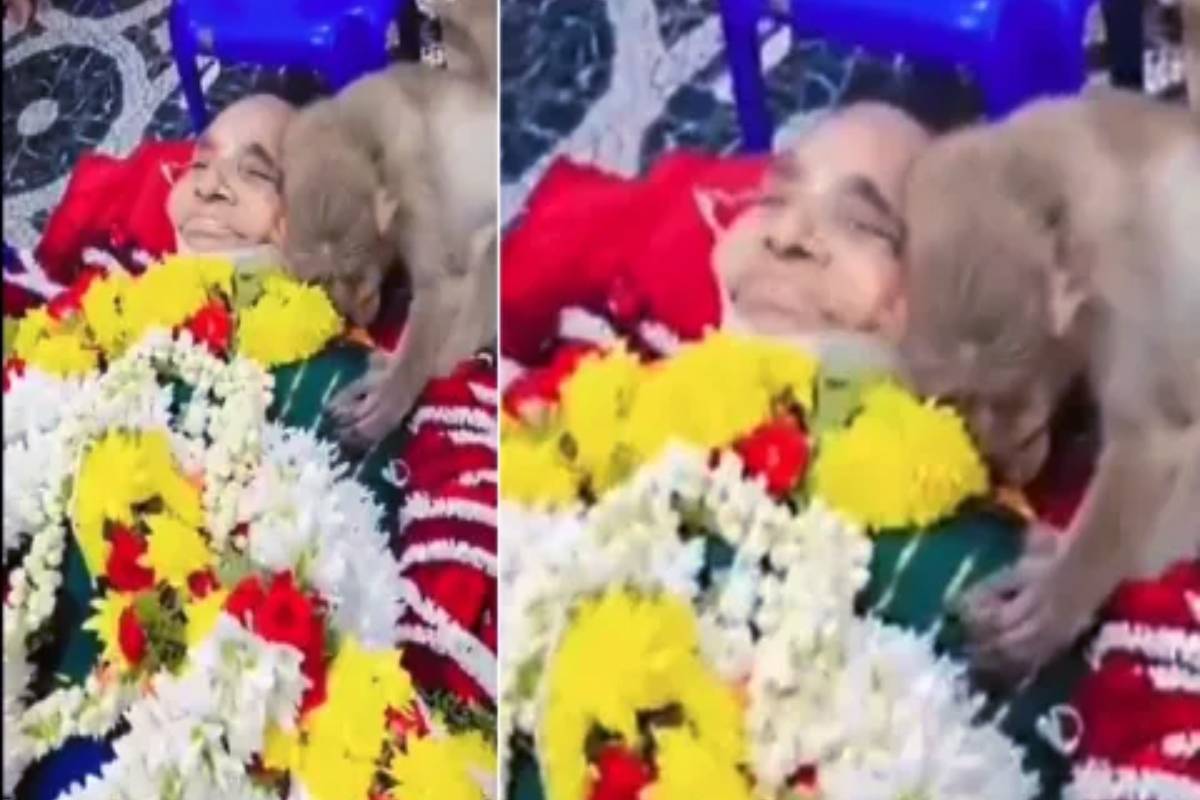 80 வயது மூதாட்யை கட்டி தழுவி அஞ்சலி செலுத்திய குரங்கு - படு வைரலாகும் காணொளி | Monkey Pays Tribute To 80 Year Old Woman