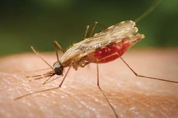 இலங்கையில் பல ஆண்டுகளுக்குப் பின்னர் பதிவான மரணம்! | Malaria Killed In Sri Lanka After Many Years