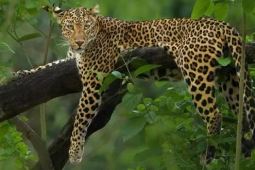 வளர்ப்பு நாயை வேட்டையாடிய சிறுத்தை ; அச்சத்தில் மக்கள்