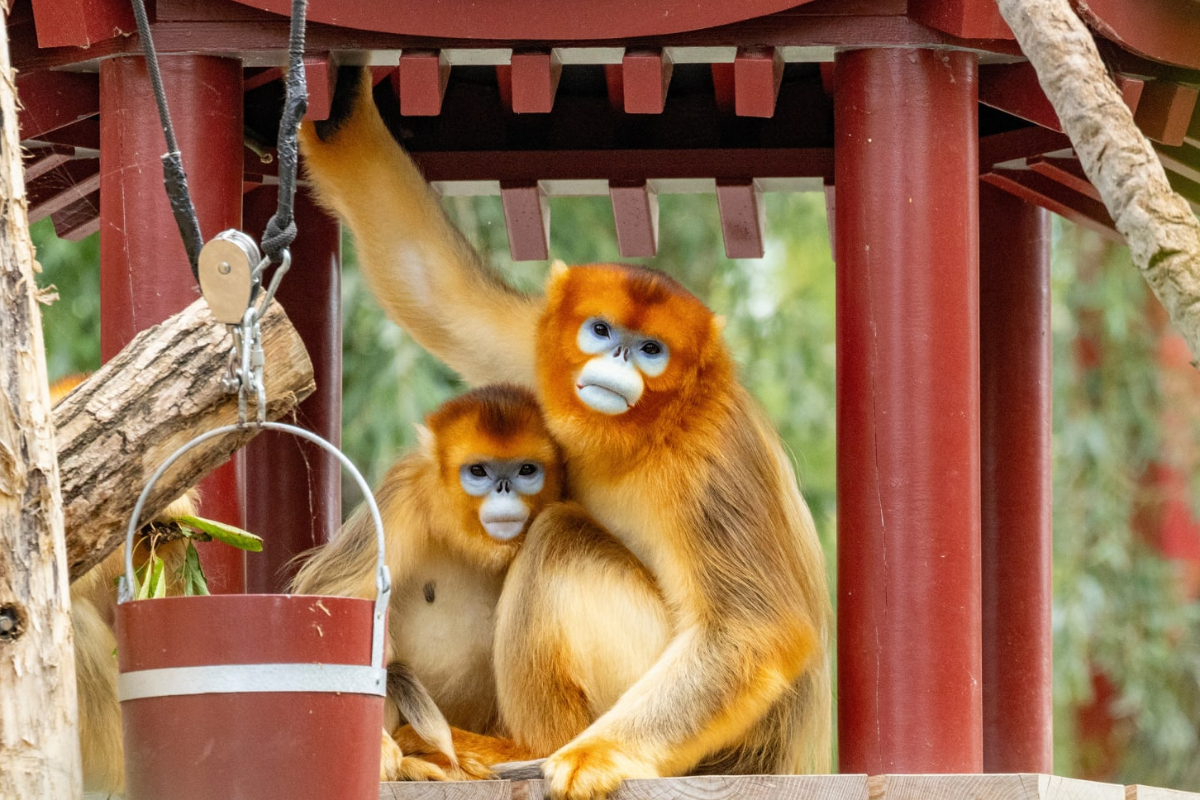 சீனாவில் அரியவகை புதிய தங்க நிறக் குரங்குக் குட்டிகள் | Rare New Golden Colored Monkey Cubs In China சீனாவில் அரியவகை புதிய தங்க நிறக் குரங்குக் குட்டிகள் | Rare New Golden Colored Monkey Cubs In China